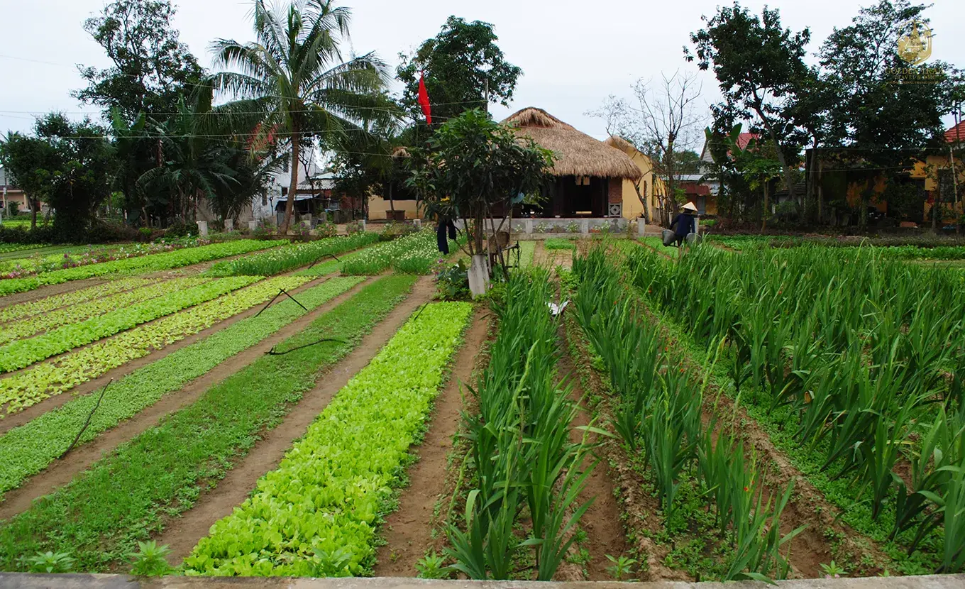 5-Day Authentic Hoi An to Hue Experience: Heritage, Crafts & Culinary Secrets